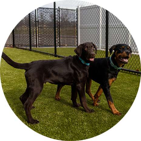 photo of two dogs side-by-side in the outdoor play area
