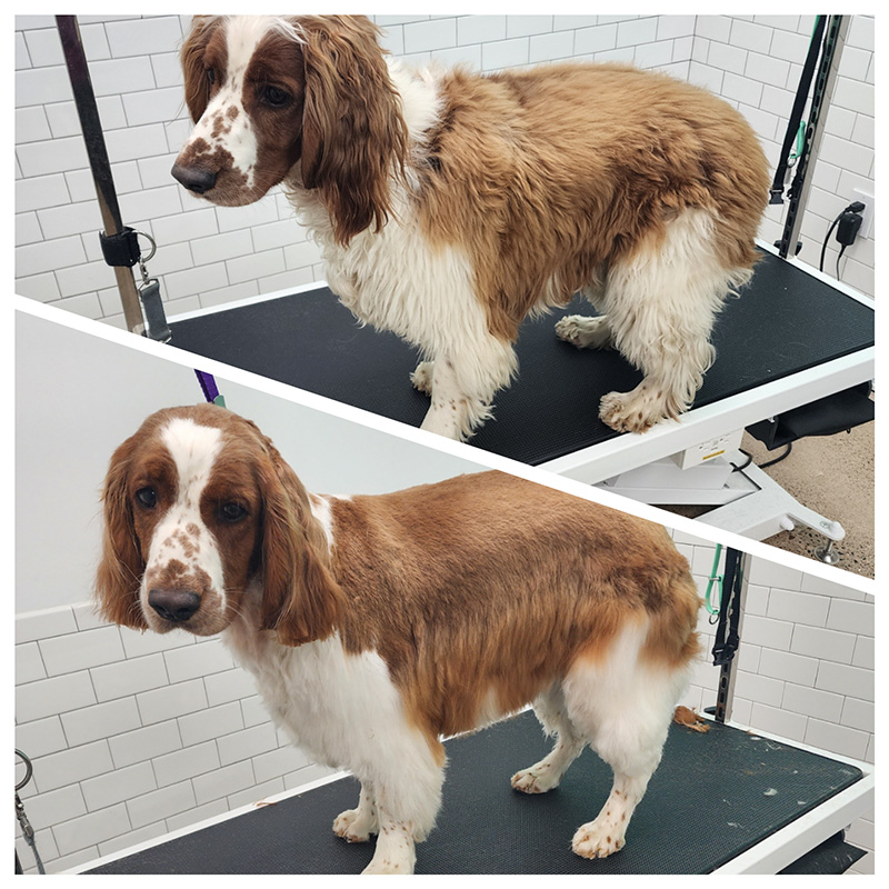 Grooming before and after photos of a dog (1)