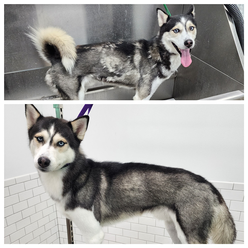 Grooming before and after photos of a dog (2)