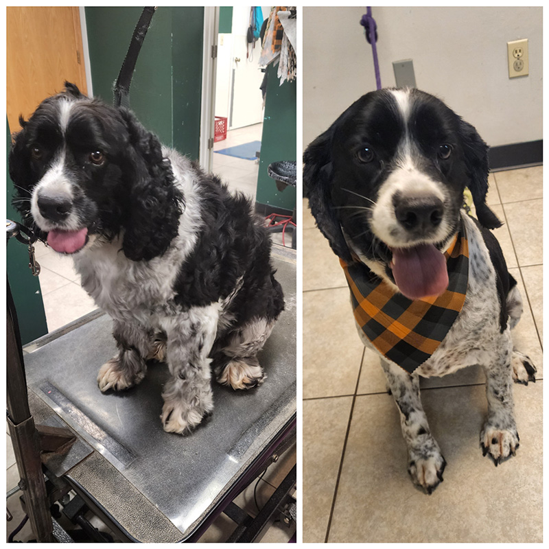 Grooming before and after photos of a dog (3)
