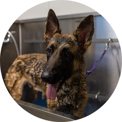 photo of dog in grooming tub