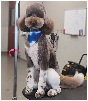 Photo showing a groomed poodle.