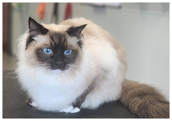 Photo showing a groomed cat.