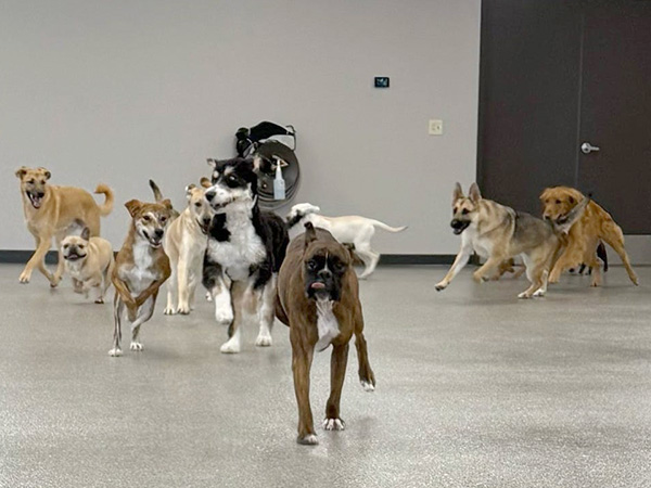 A group of dogs running through an open playcare area.